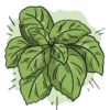 Basil Sweet Seeds + how -to-grow video