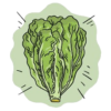 Cos Lettuce Seeds + how-to-grow video