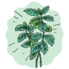 Spearmint Seeds + how-to-grow video