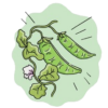 Dwarf Snow Pea Seeds + how-to-grow video