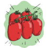 Roma Tomato Seeds  plus how-to-grow video