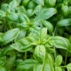 Fresh green basil leaves in a garden bed
