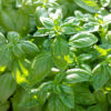 Fresh basil leaves in sunlight