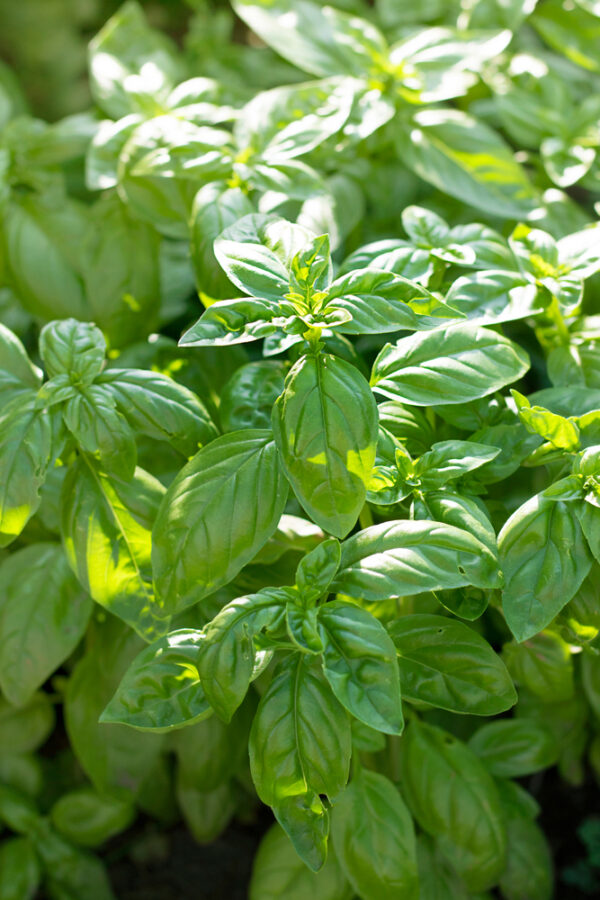 Fresh basil leaves in sunlight