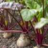 Beetroot plants growing in the soil.