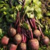Fresh beetroots with green leaves on soil