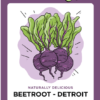 Illustration of Detroit beetroot with leaves.