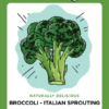 Illustration of fresh Italian sprouting broccoli.