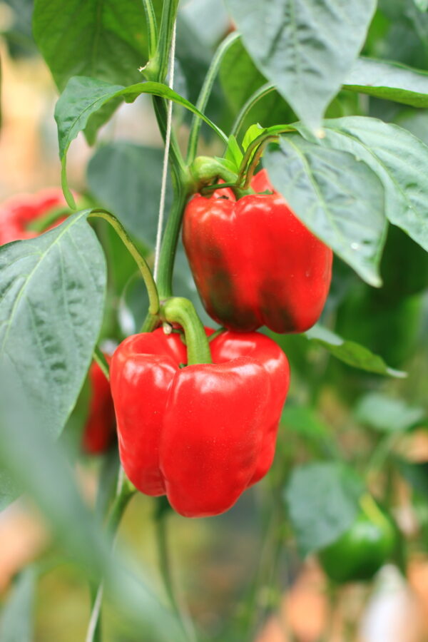 Red capsicum growing on plant in garden.