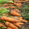 Freshly harvested carrots on soil, green tops visible.