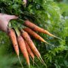 Freshly harvested carrots in garden bed