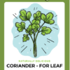 Coriander plant illustration promoting community gardening.