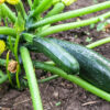 Fresh zucchini growing in garden