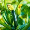 Zucchini plant with yellow flowers in garden.
