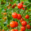 Ripe cherry tomatoes on the vine in garden.