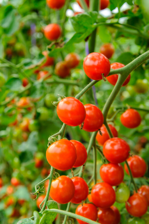 Ripe cherry tomatoes on the vine in garden.