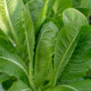 Fresh green cos lettuce in garden bed.