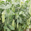 Green pea plants growing in garden
