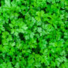 Fresh green parsley leaves in garden