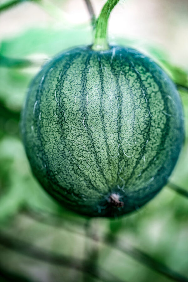 Close-up of green watermelon on vine