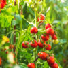Ripe tomatoes on the vine in a garden.