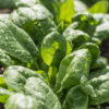 Fresh spinach leaves with morning dew droplets.