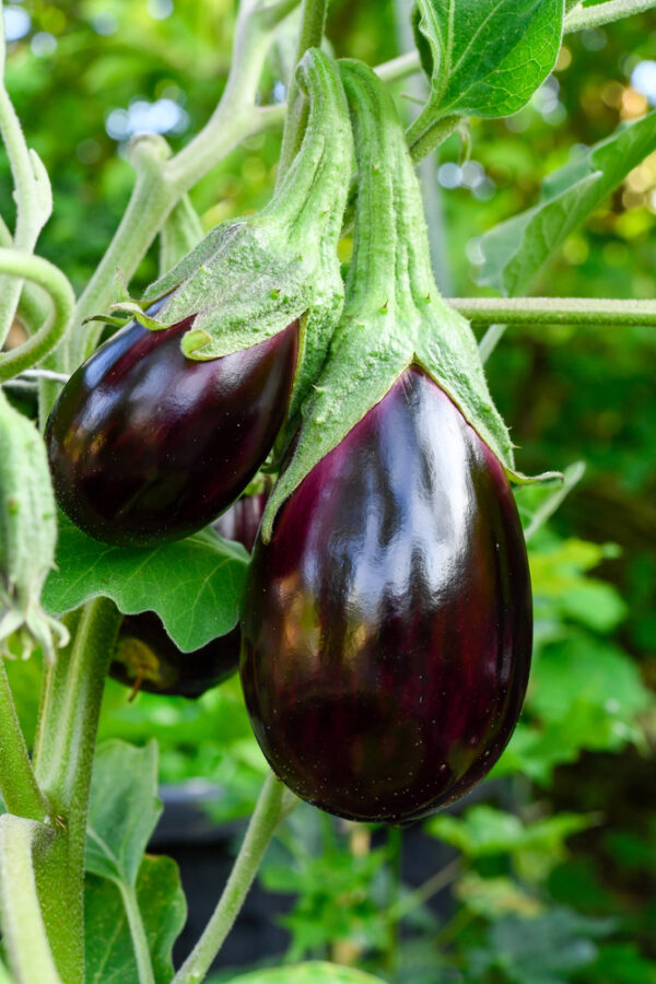 Fresh eggplants growing on a plant in garden