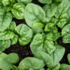 Fresh spinach leaves growing in garden soil.