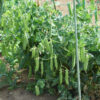 Pea plants growing in a garden.