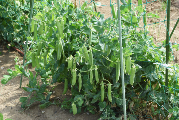 Pea plants growing in a garden.