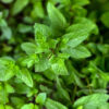 Close-up of fresh green mint leaves