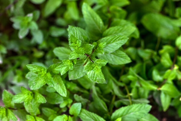 Close-up of fresh green mint leaves