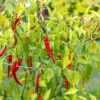 Red chillies growing on thriving plant outdoors.