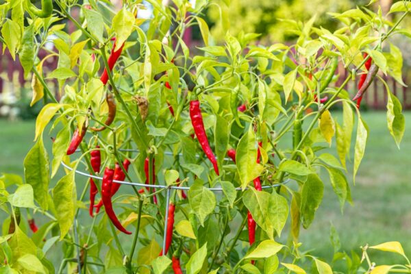 Red chillies growing on thriving plant outdoors.