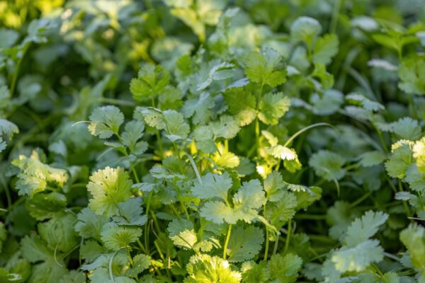 Fresh coriander plants in a garden