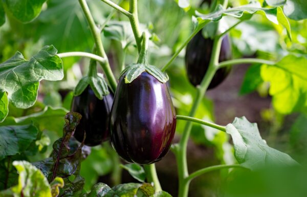 Fresh eggplants growing in a garden.