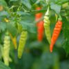 Colourful chillies growing on plant in garden.