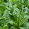 Fresh green lettuce leaves in a garden.