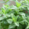 Fresh green mint leaves growing in garden