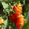 Fresh tomatoes growing on a vine in sunlight.