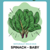 Grow it local, plant baby spinach.