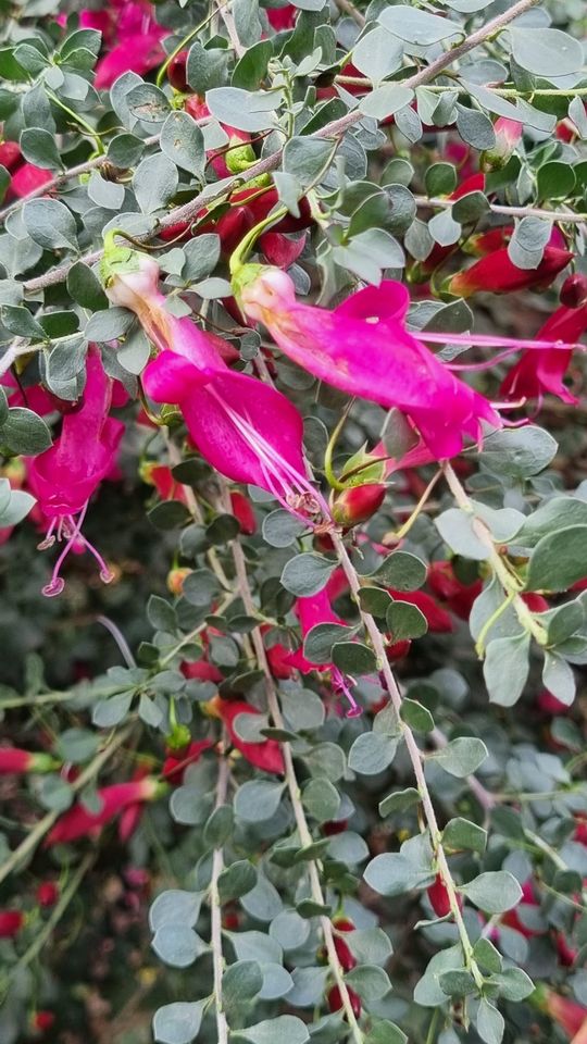 Australian native fuchsia shrub with pink flowers