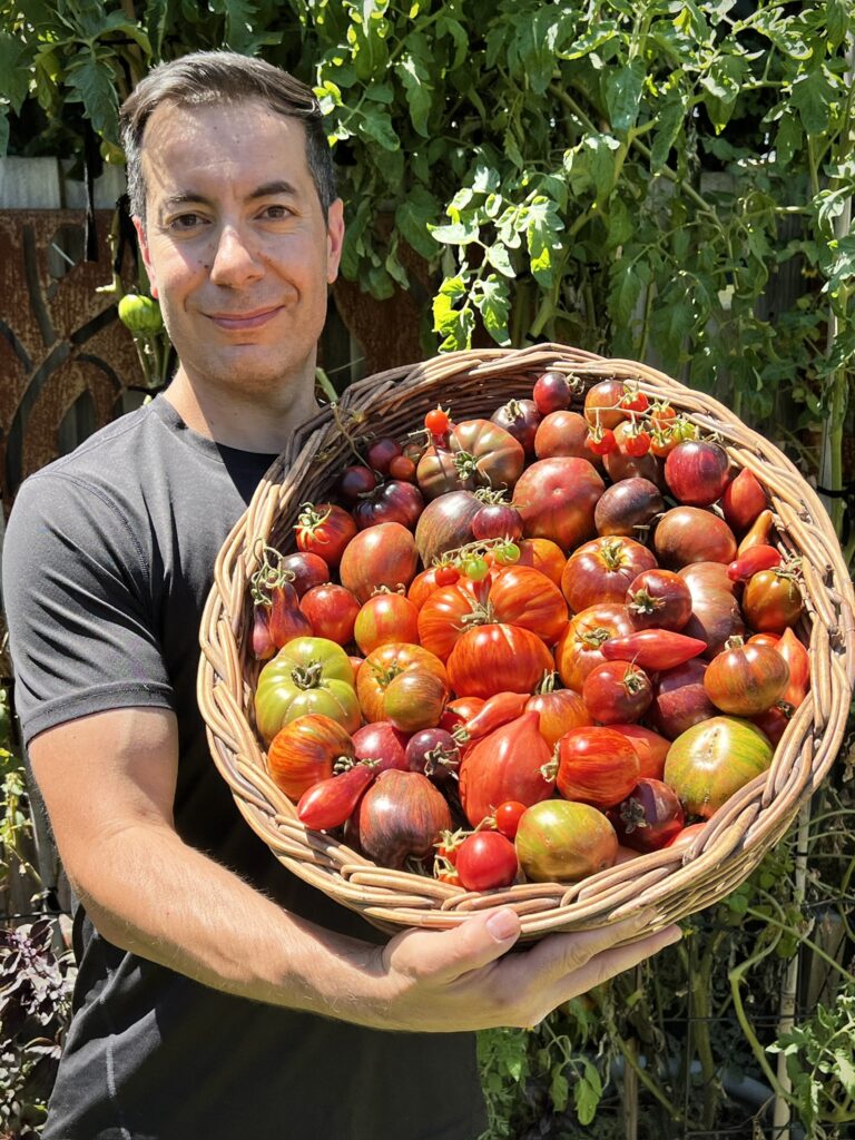 Person holding basket of colourful homegrown tomatoes.